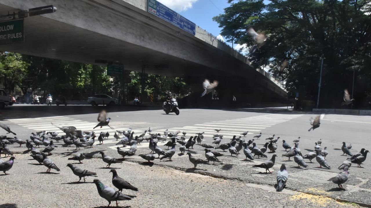 Birds ply on the road near National College during state wide lockdown by Covid 19 pandemic in Bengaluru. Credit: DH Photo