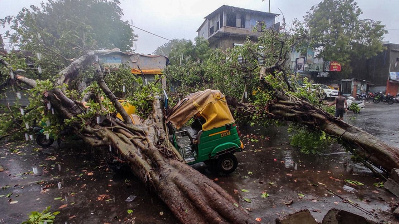  Mangled remains of vehicles after trees fell on them, uprooted due to strong winds induced by Cyclone 'Tauktae', in Ahmedabad. Credit: PTI Photo