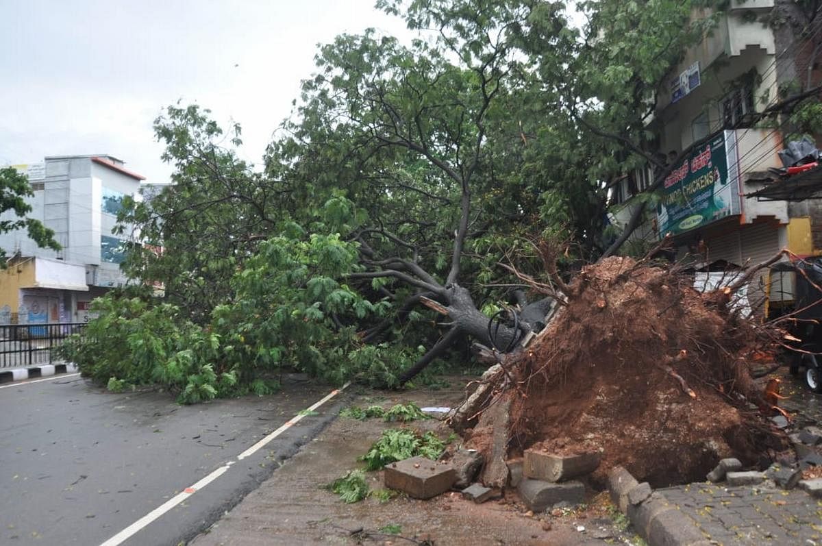 Heavy rain, coupled with strong winds, brings down a tree on RP Road in Mandya on Thursday. Credit: DH Photo