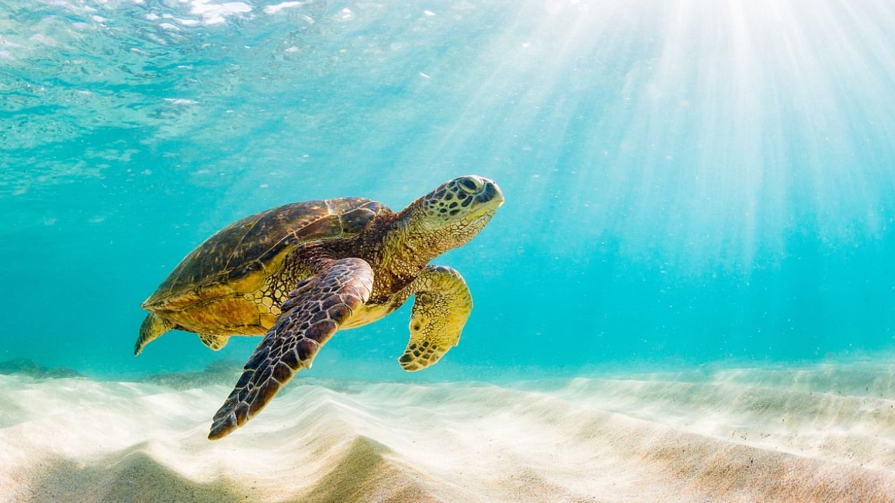 Green Sea Turtle. Credit: iStock Photo