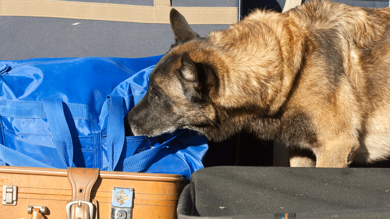 The highest performing dogs in the trial detected coronavirus odour in the samples with up to 94.3% sensitivity. Credit: iStock Photo