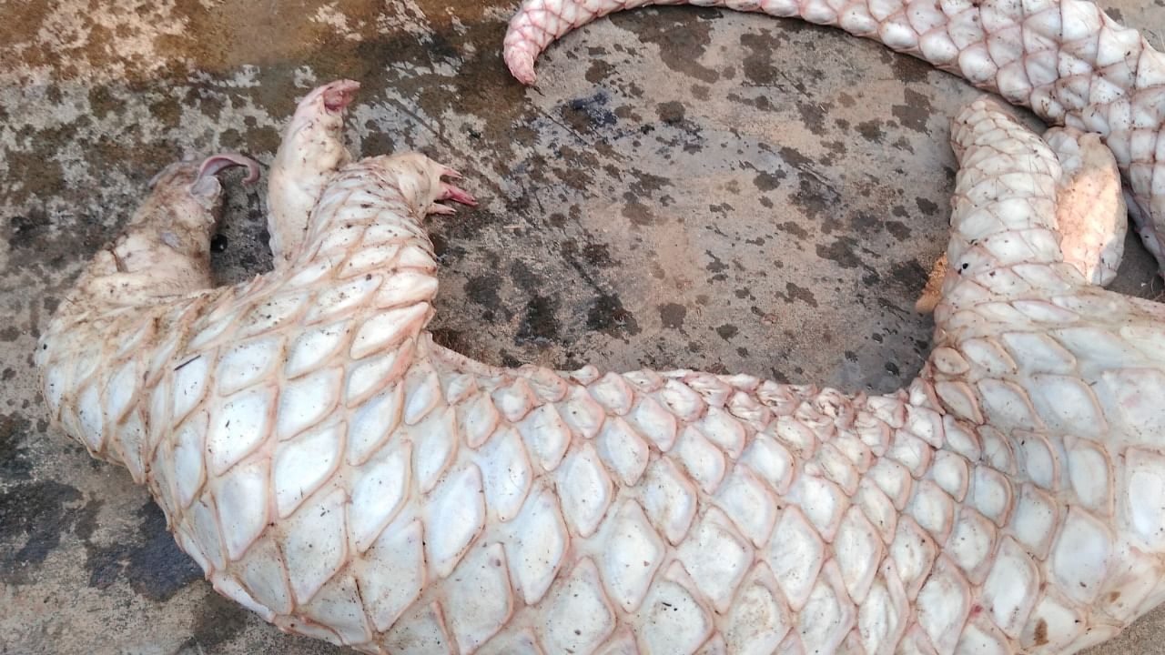 Chinese Pangolin seized during a raid in Meghalaya capital Shillong in April. Credit: Wildlife Trust of India