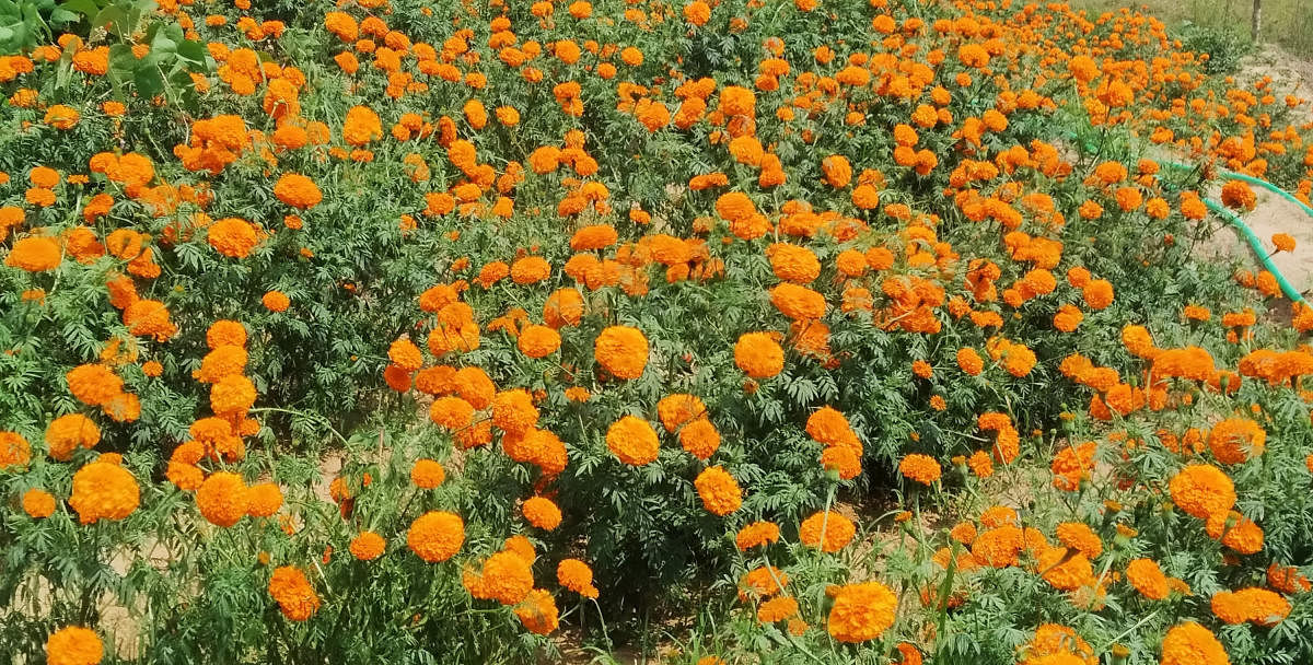 Marigold flowers are yet to be harvested at a farmland in Somwarpet taluk. Special arrangement