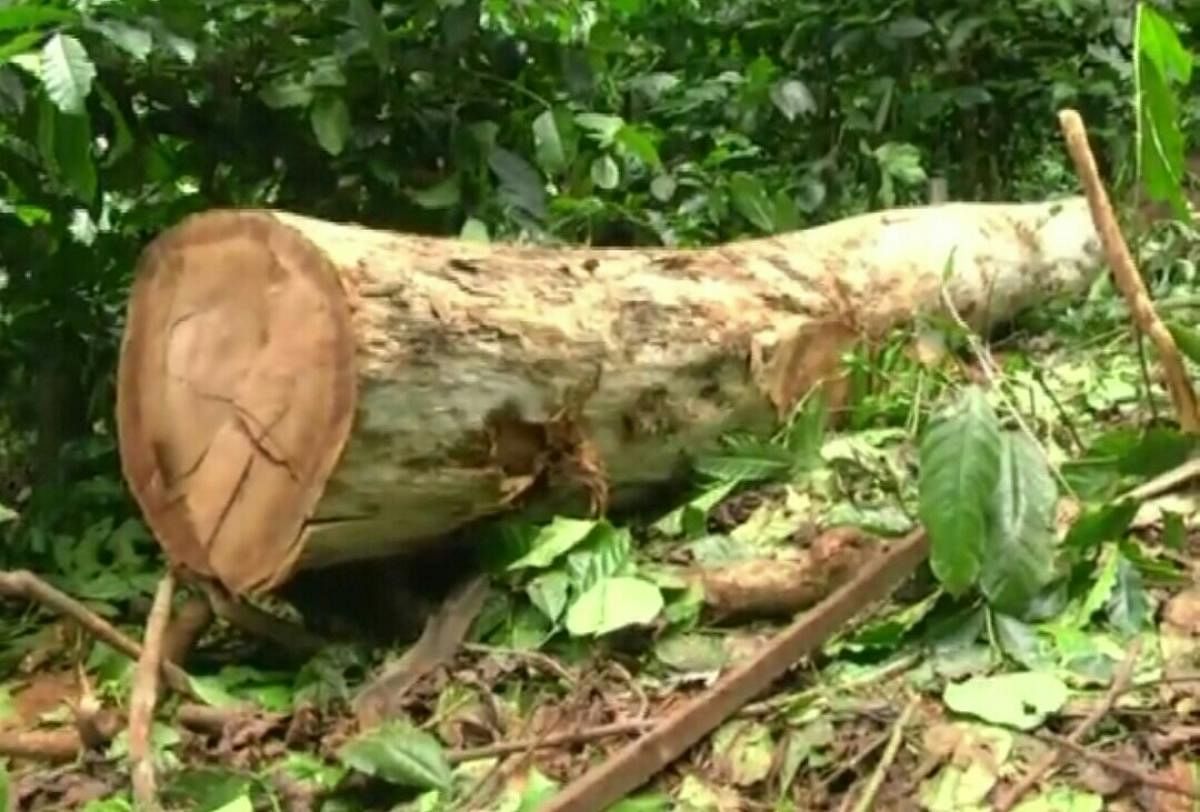 A tree that was felled in Maragodu. Credit: Special arrangement