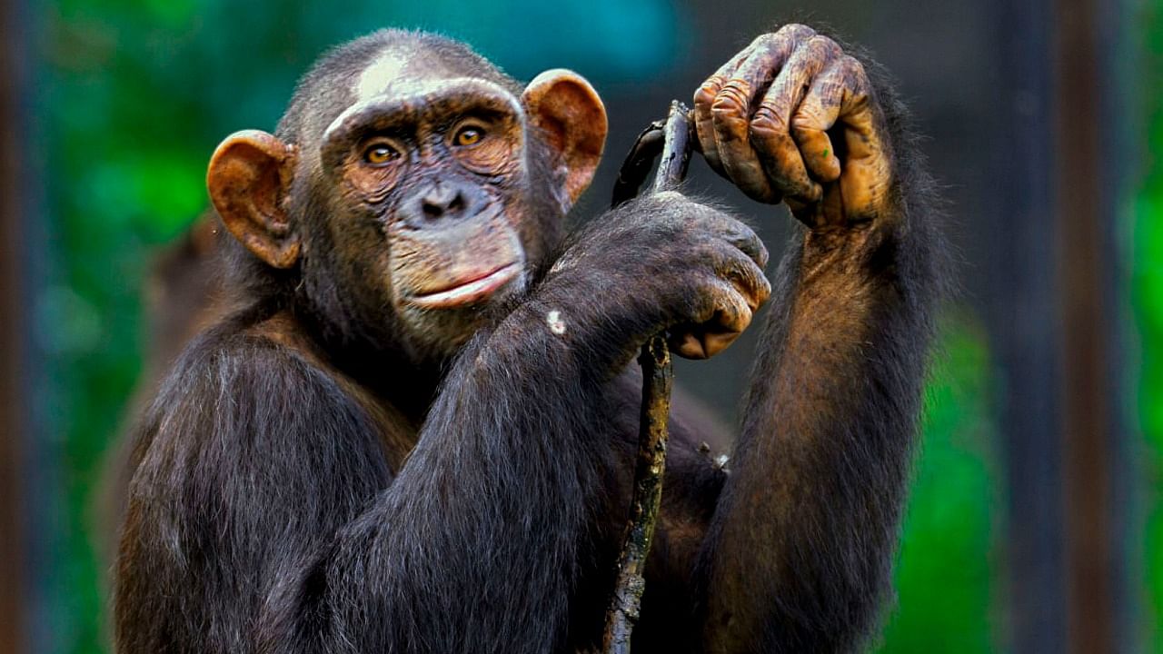 Chimps are often referred to as being the most "humanlike" non-human species, given their propensity to perform complicated tasks. Credit: PTI Photo