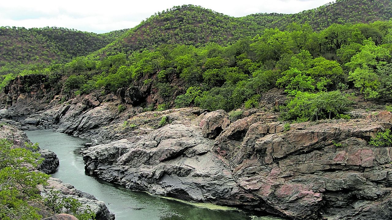 Mekedatu is a drinking water project proposed by Cauvery Neeravari Nigam Limited. Credit: DH File Photo