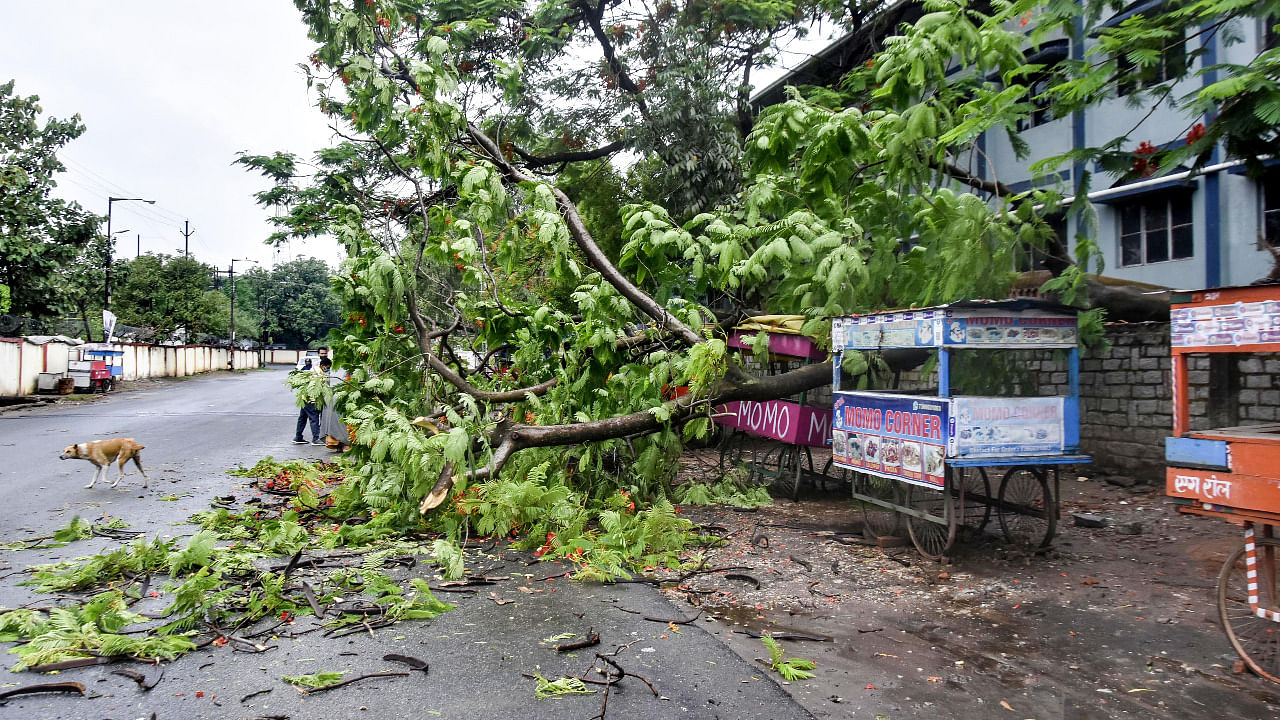 A tree collapses due to strong winds during landfall of cyclone Yaas in Ranchi. Credit: PTI Photo