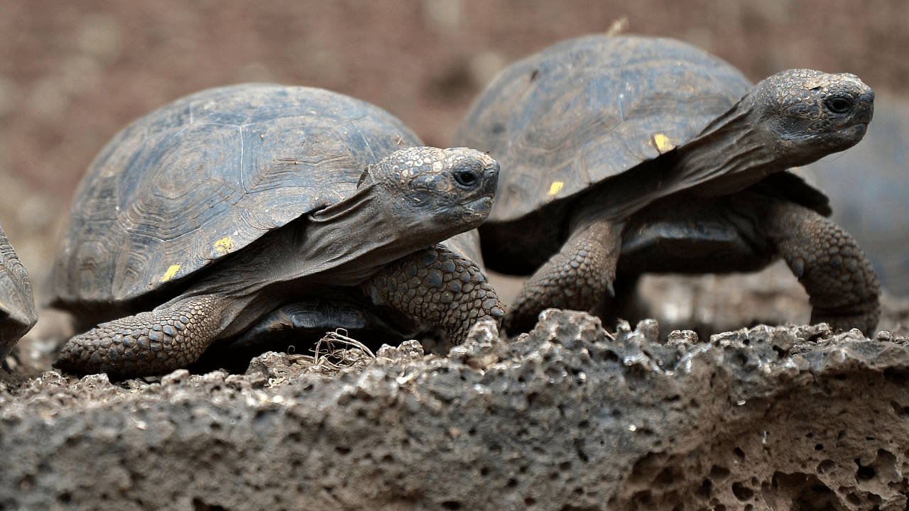 Young giant tortoises are seen at a breeding centre of Galapagos National Park in Puerto Ayora, Santa Cruz Island, in the Galapagos Islands. Credit: AFP Photo