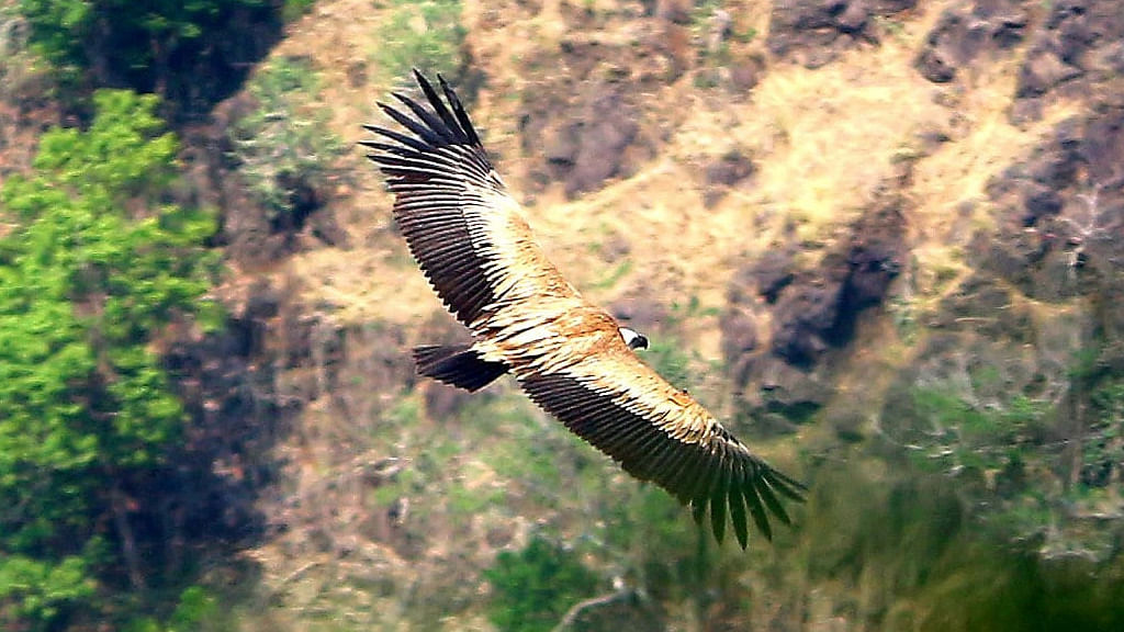 Range Forest Officer Snehel Magar and forest guard Santosh Chalke spotted the bird hovering in the Jangli Jaigad fort area. Credit: Santosh Chalke