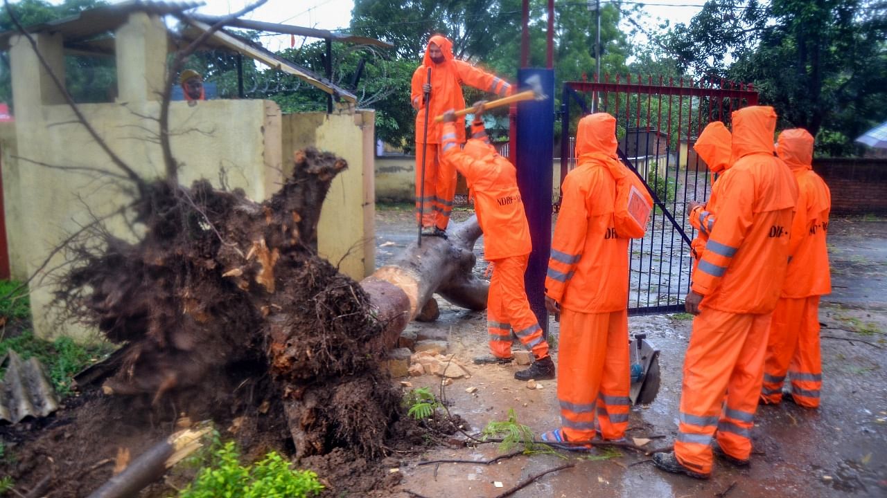 National Disaster Response Force (NDRF) team tries to remove a tree collapsed after heavy rain during cyclone Yaas, in Ranchi. Credit: PTI Photo