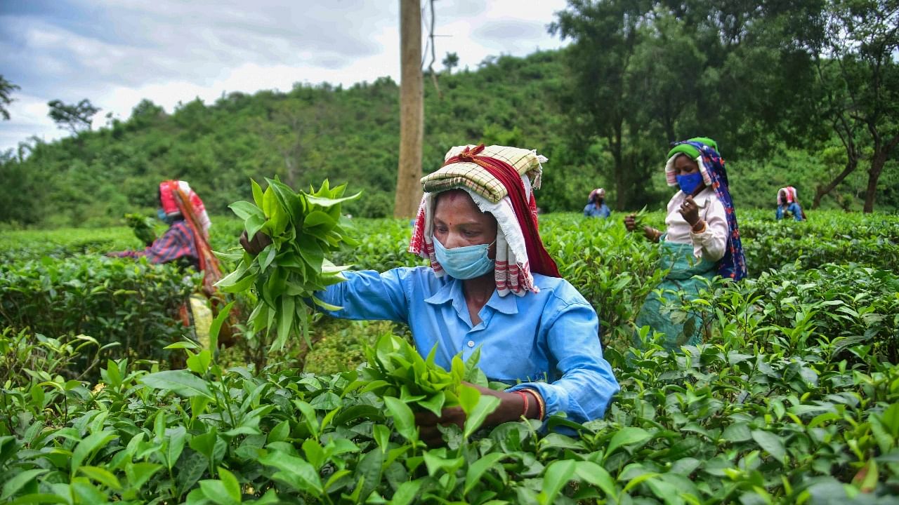 Tea tribe women workers wearing face masks pick tea leaves, at Kondoli Tea Estate in Nagaon District of Assam, Wednesday, May 26, 2021. Credit: PTI Photo