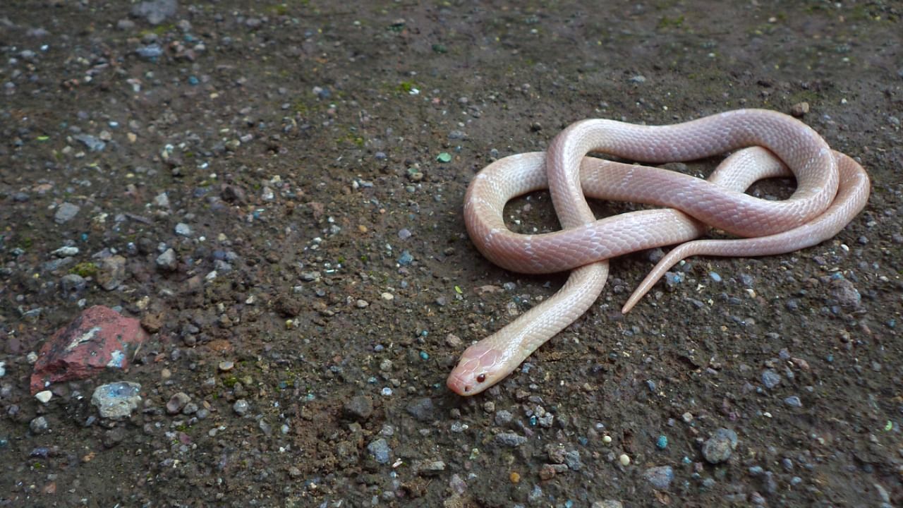 The man ate a venomous snake called common krait. Credit: iStock Photo