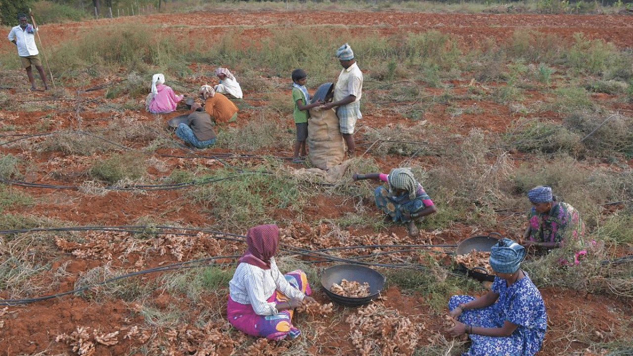 Farmers harvest ginger at a farm, on the outskirts of Bengaluru. Credit: AFP File Photo