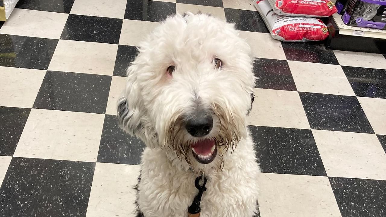Bunny, a sheepadoodle, can talk to humans. Credit: Facebook/Whataboutbunny