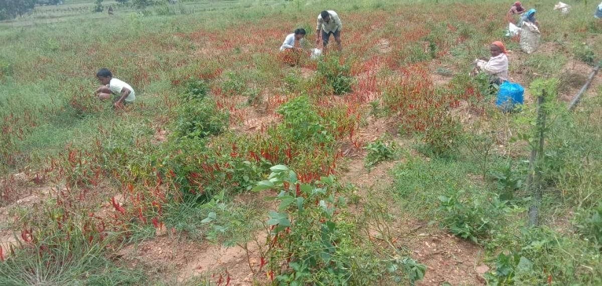 Green chillies have ripened in one of the fields in Kushalnagar.