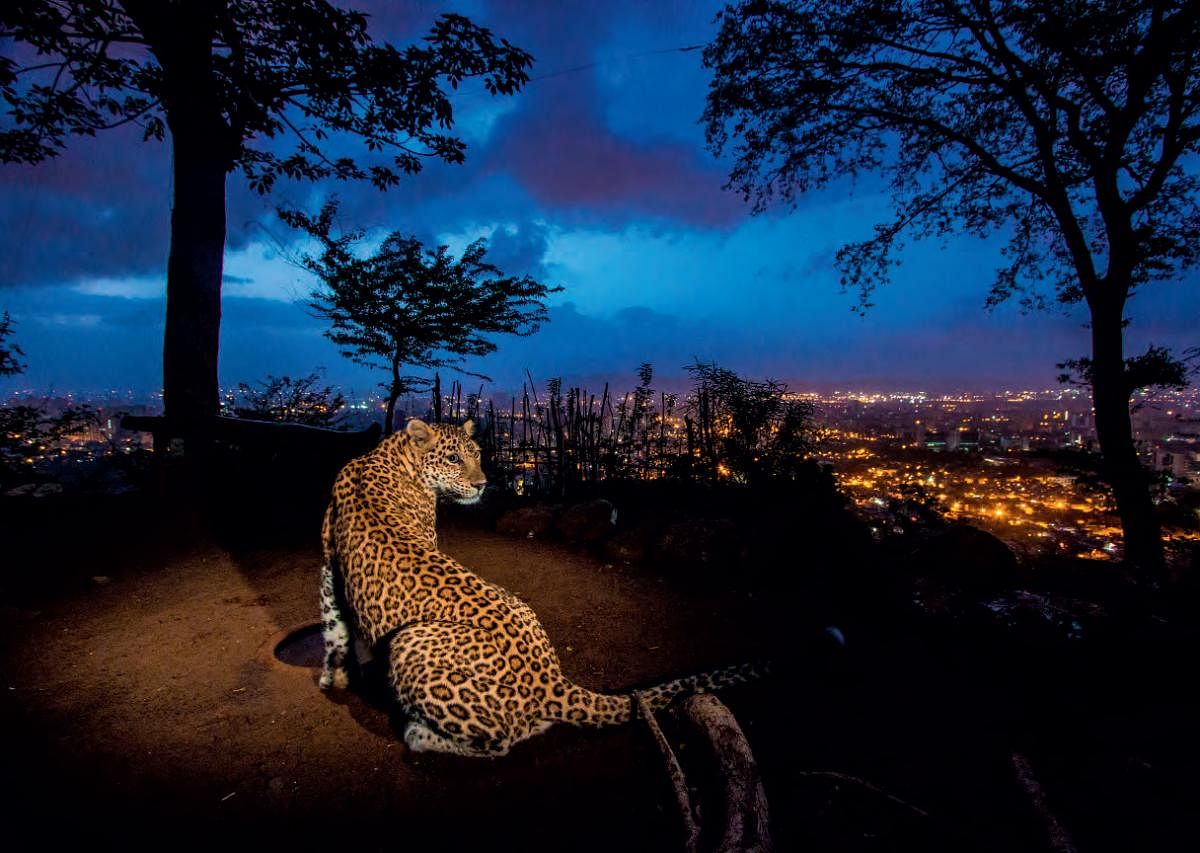 Leopards are found even on the outskirts of large cities like Mumbai, Bengaluru and other metros. Photo by Steve Winter