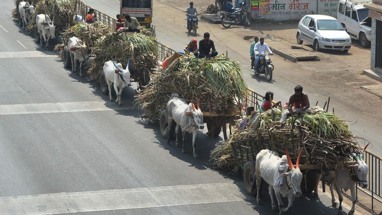Farmers carry sugarcanes on bullock-carts to a factory in Karad, Maharashtra. Credit: PTI file photo