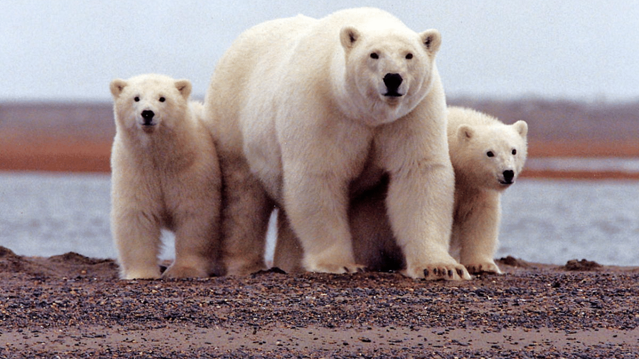  A polar bear keeps close to her young along the Beaufort Sea coast in Arctic National Wildlife Refuge, Alaska. Credit: Reuters Photo