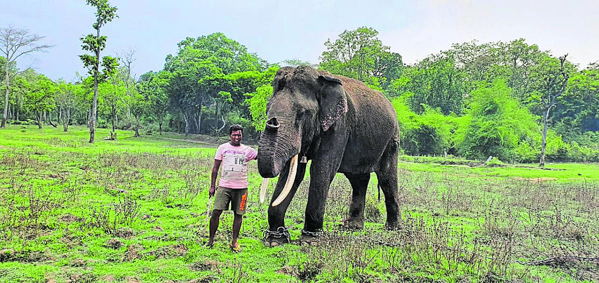 Kusha, with his mahout, at Dubare Elephant Camp in Kushalnagar. DH File Photo