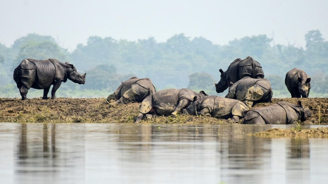 One-horned rhinos rest on a highland in the flood affected area of Kaziranga National Park in Nagaon district, in the northeastern state of Assam. Credit: Reuters Photo