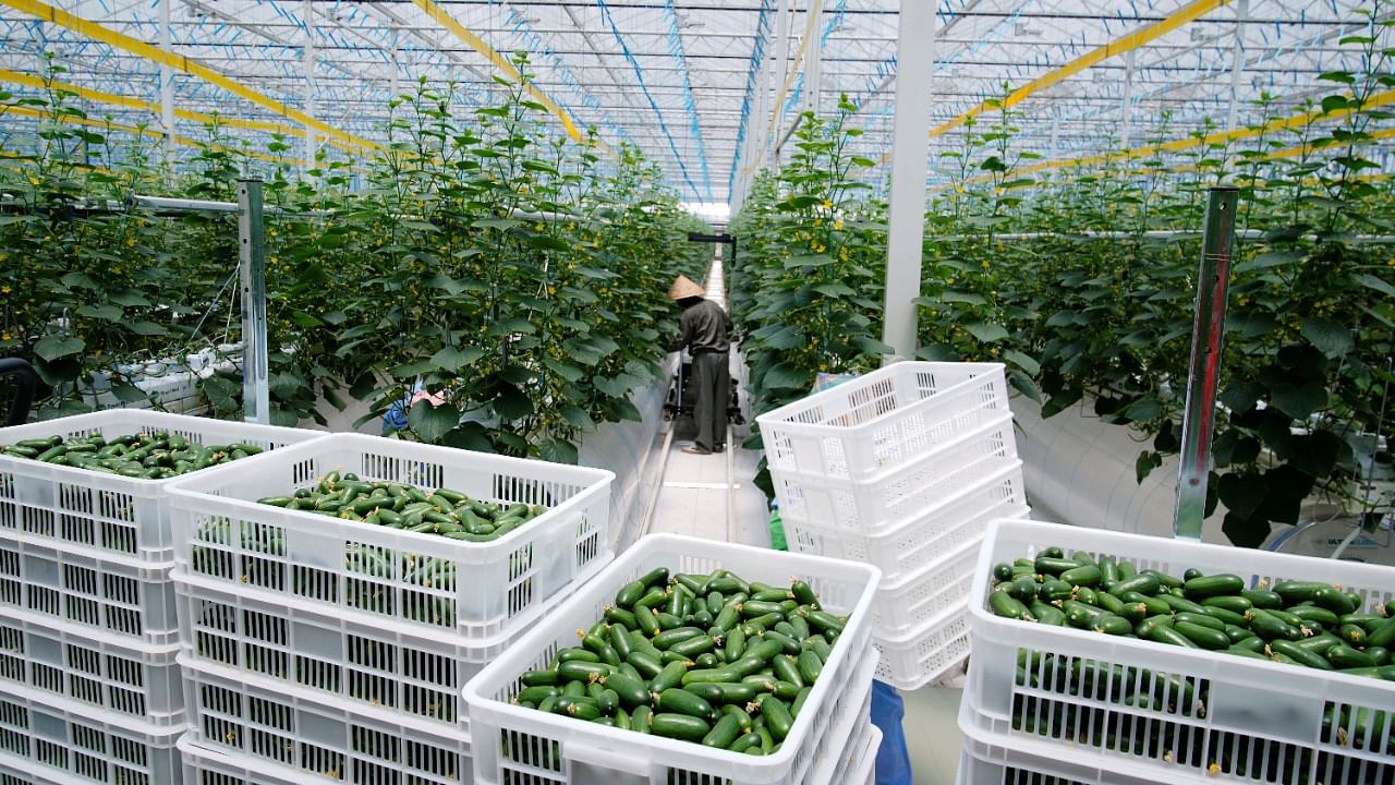 A farmer gathers cucumbers at Hengda greenhouse in Shanghai, China. Credit: Reuters Photo