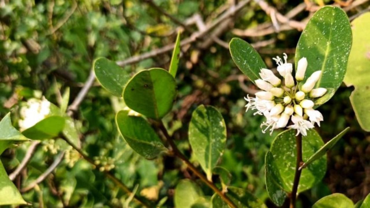 Flowers on the mangroves near Karki in Honnavar taluk. Credit: Prakash Mesta