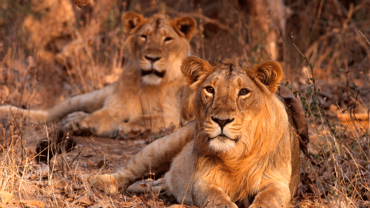Officials said the lions which have tested positive are under close observation. Credit: iStock Photo
