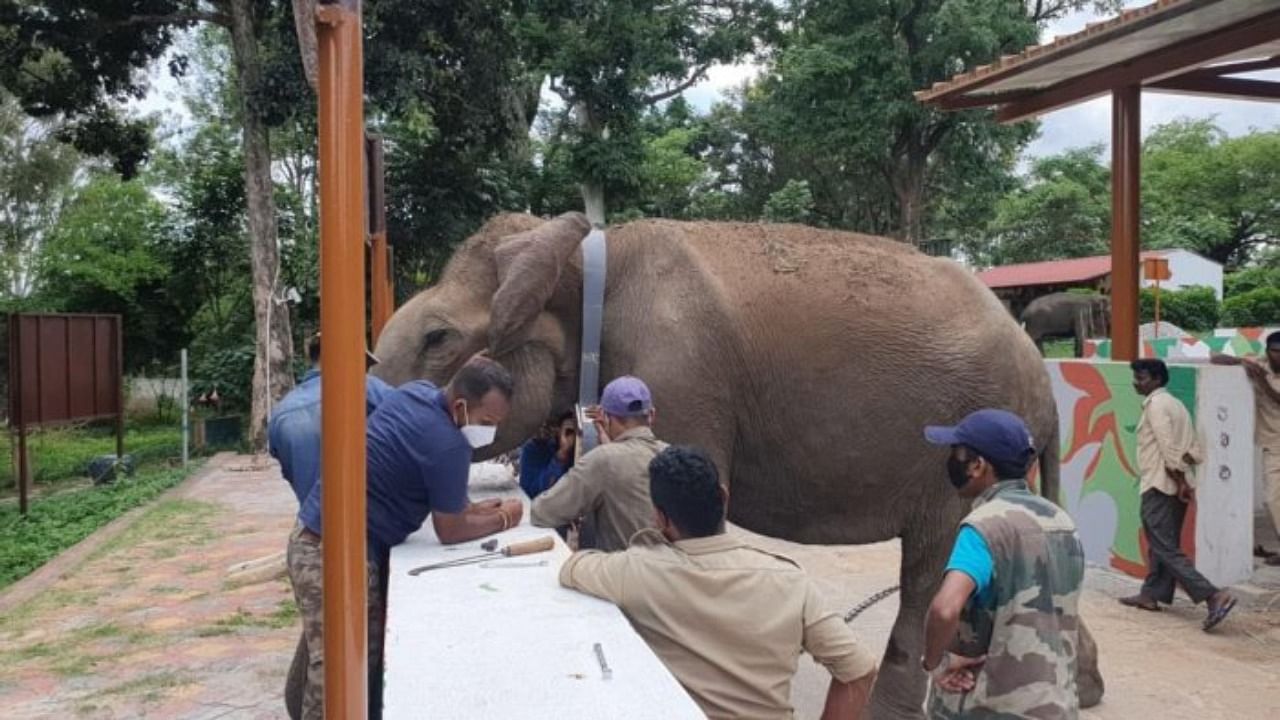 Radio collar being placed on elephant Kusha at Dubare elephant camp. Credit: DH Photo