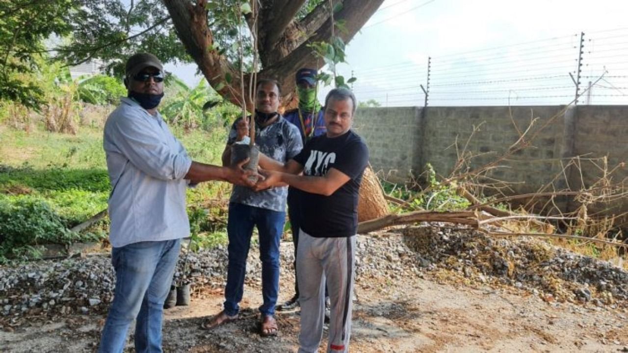 Green Indus Volunteers for Environment (GIVE) distribute saplings to residents welfare associations around Bengaluru. Credit: DH Photo
