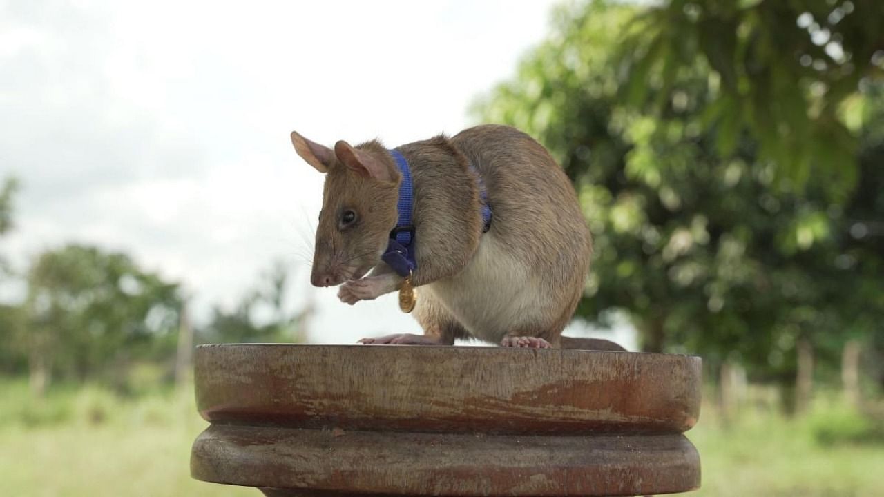 This file undated handout photo released by UK veterinary charity PDSA on September 25, 2020 shows Magawa, an African giant pouched rat, wearing his gold medal received from PDSA for his work in detecting landmines, in Siem Reap. Credit: AFP Photo