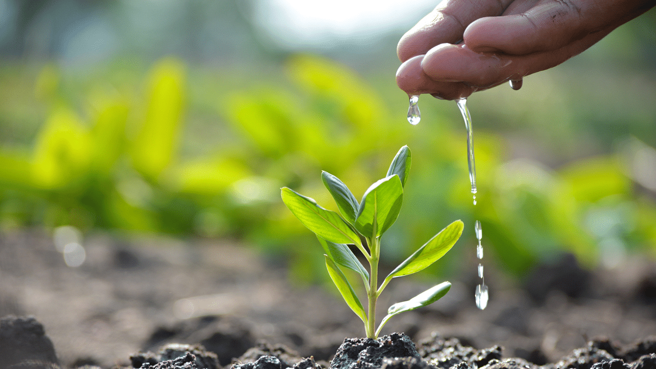 The team uses a clay pot irrigation system to save water as well as maintain moisture in trees. Credit: iStock Photo