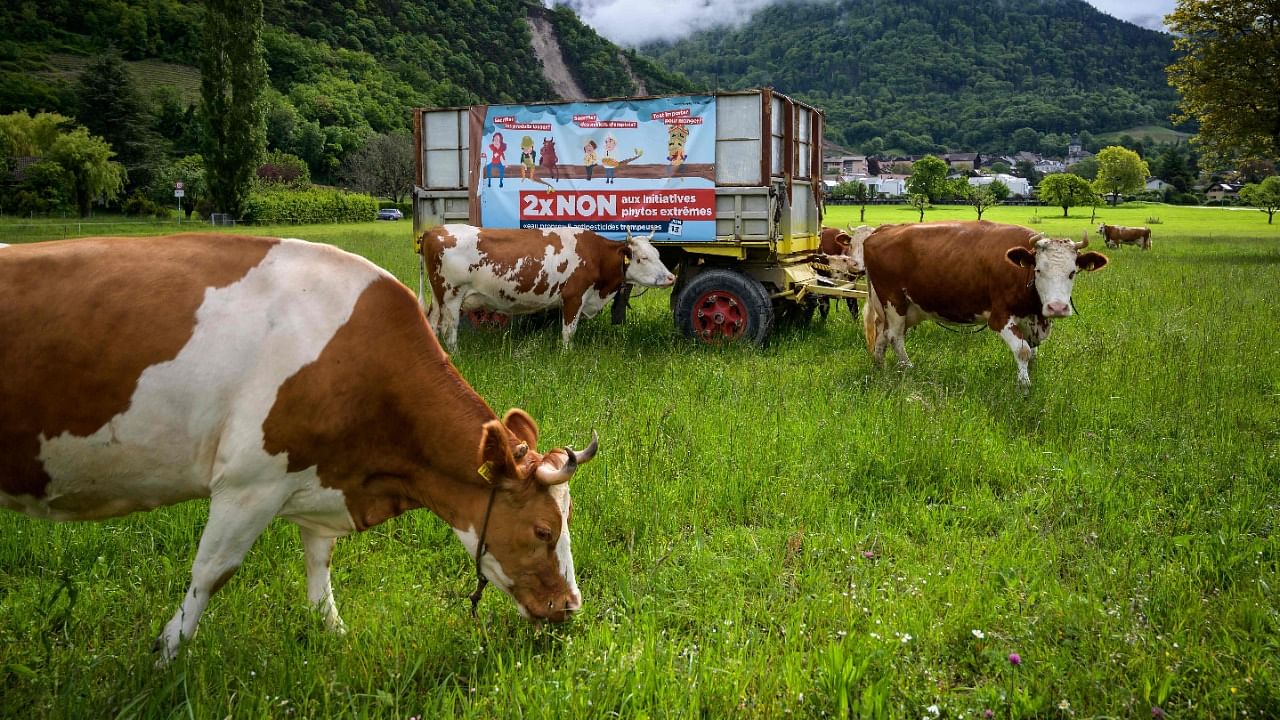 An electoral poster surrounded by cows reading in French: "Two times No to the extreme phytosanitary initiatives", ahead of a vote of two people's initiatives trying to ban the use of pesticides for Swiss agriculture. Credit: AFP File Photo