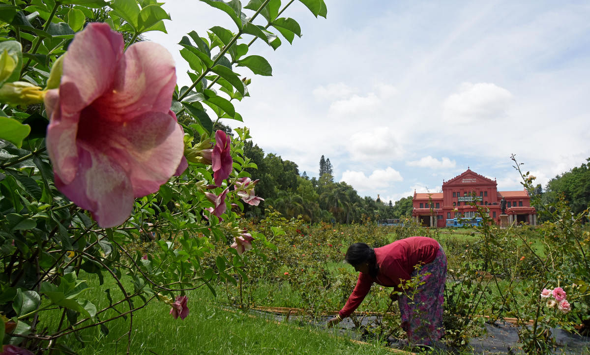 Several organisations conducted plantation programmes in different parts of the city, duly following the Covid-appropriate behaviour. Credit: DH Photo