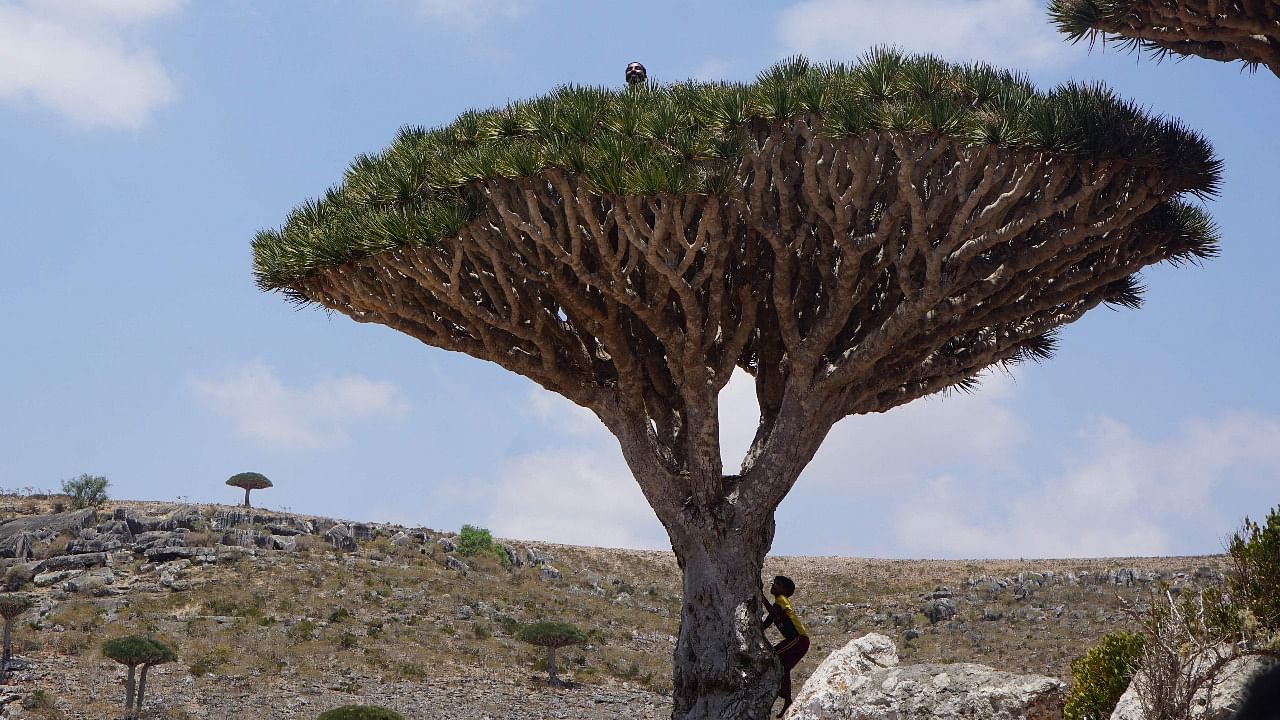 Children climb a Dragon’s Blood Tree on the Diksam Plateau in the centre of the Yemeni island of Socotra, a species found only on the Indian Ocean archipelago, on April 16, 2021. Credit: AFP file photo