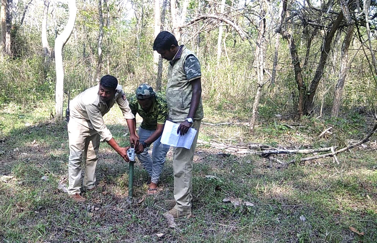 Forest department personnel install cameras for monitoring tigers, at Nagarahole forest area in Hunsur taluk, Mysuru district. DH PHOTO