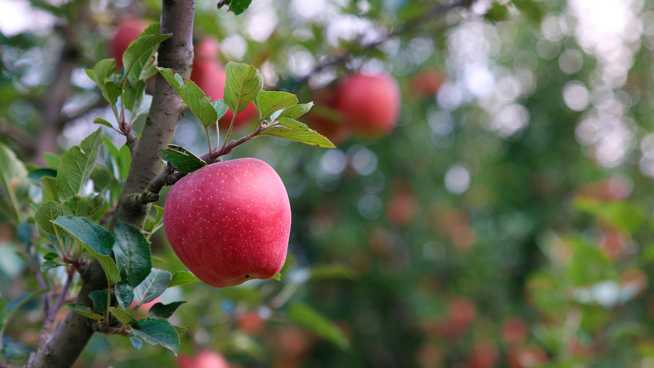 Apples used in ciders, with flavours described as “bittersweet” and “bittersharp,” can be traced back to traditional cider apples from England. Credit: iStockPhoto