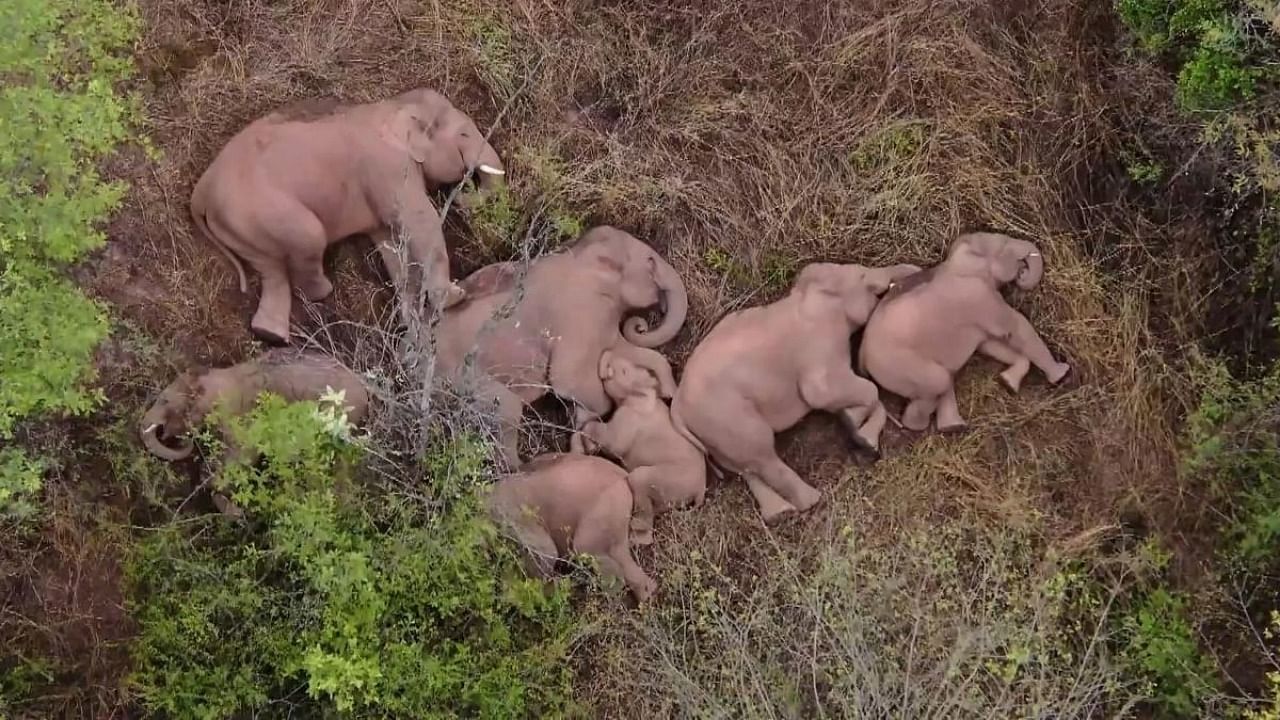 This image made from video taken released by China Central Television (CCTV) on June 7, 2021 shows elephants, part of a herd which had wandered 500 kilometres north from their natural habitat, resting in a forest near Kunming, in China's southwest Yunnan province. Credit: CCTV via AFP