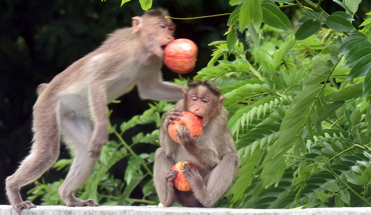 A large number of monkeys enter residential areas in search of food and residents have problems reporting the intrusion to the authorities concerned. Credit: DH FILE/Janardhan B K