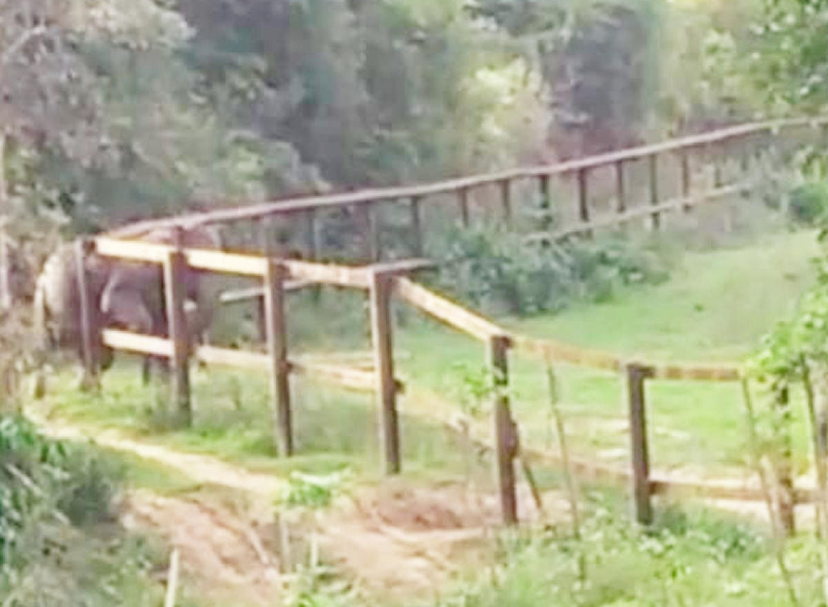 An elephant crosses the railway barricade.