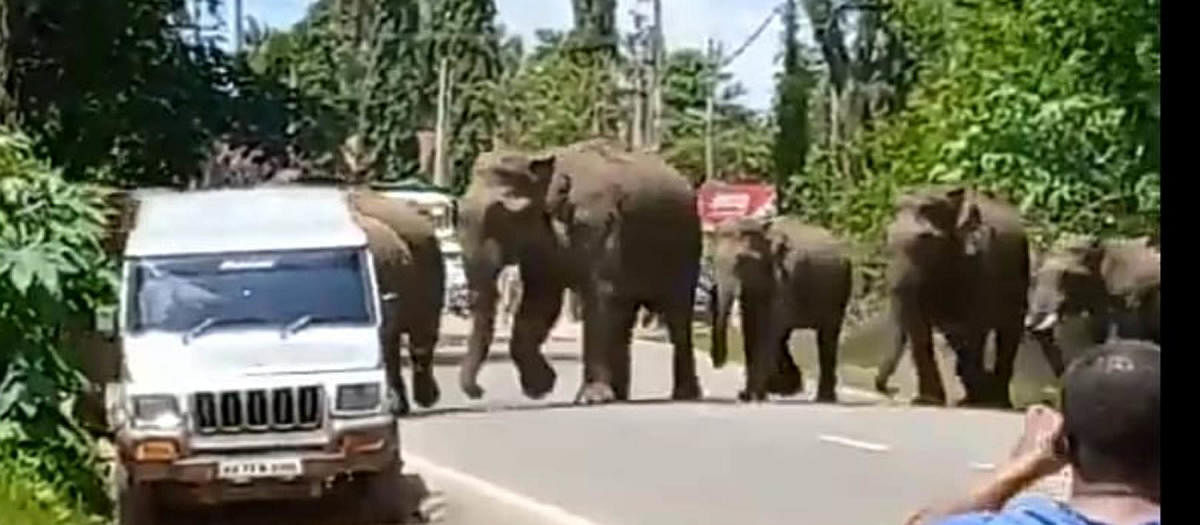 A herd of elephants on Gonikoppa-Ponnampet highway.