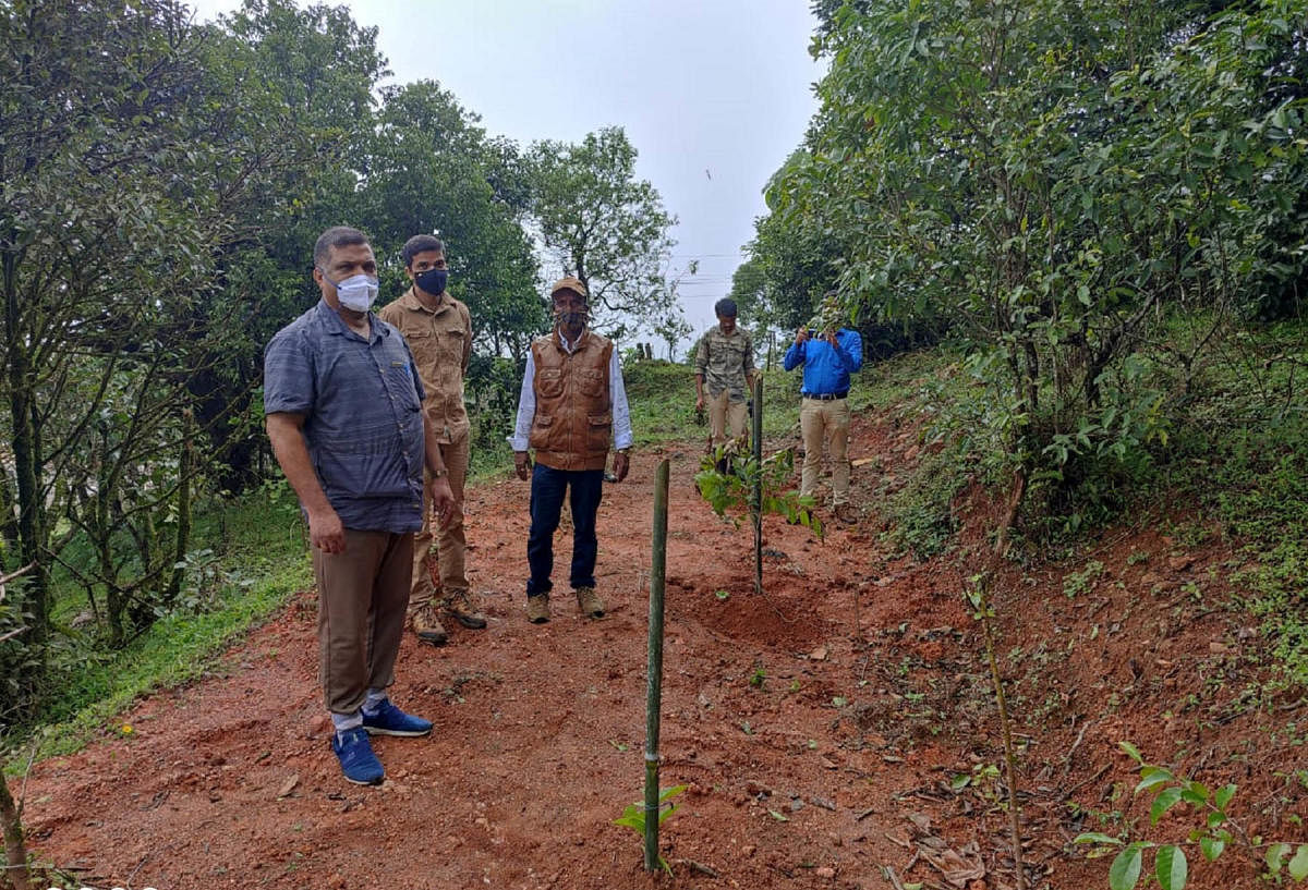 The percolation pits on Gajagiri hills were closed and fruit saplings and vetiver grass have been planted in its place.