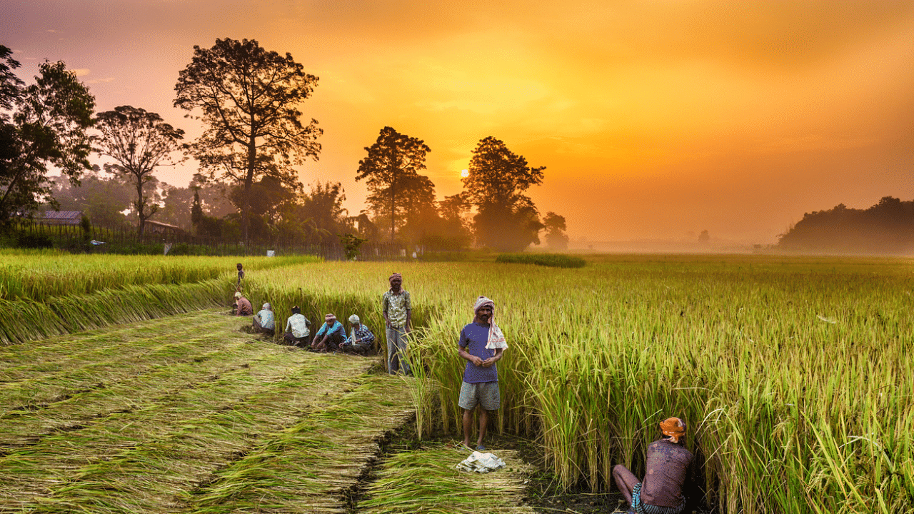 The decision taken by the Cabinet will help farmers take a call on which Kharif (summer) crop to grow as sowing picks with the spread of the Southwest monsoon. Credit: iStock Photo