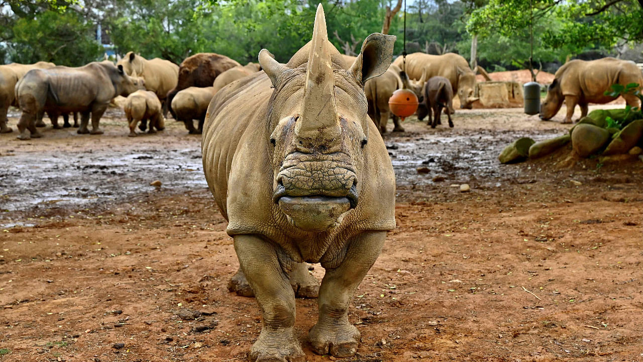 Emma, a southern white five-year-old female rhino, stands in front of other rhinos before her travel from Taiwan Hsinchu’s Leofoo Village Zoo to Japan’s Tobu Zoo for breeding. Credit: AFP Photo
