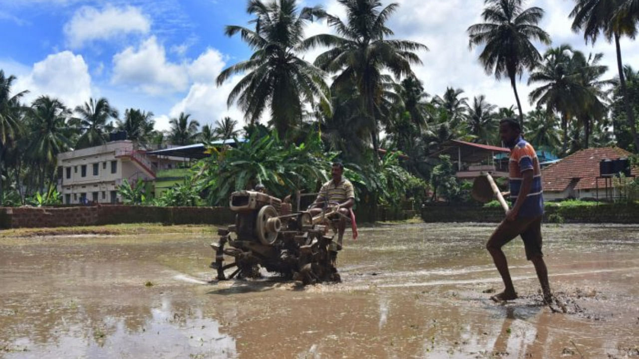 The paddy cultivation work going on in full swing in the land belonging to farmer Francis Saldanha at Chilimbi in Mangaluru. Credit: DH Photo/Govindraj Javali