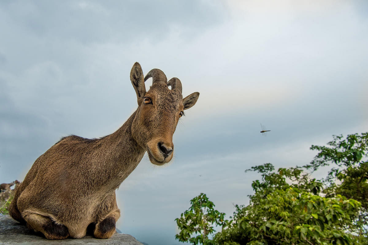 Tahrs are often curious about passersby and will rest by the road awaiting food, a problematic behaviour. Photo by Arvind Ramamurthy