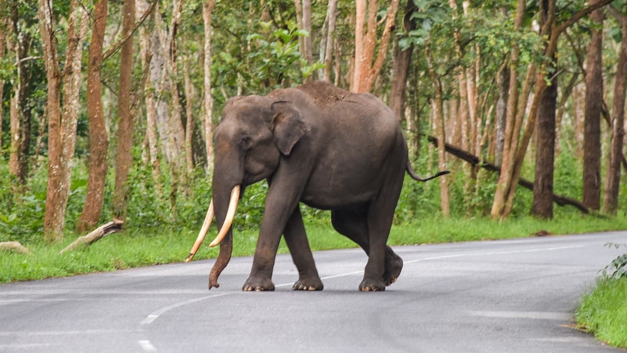 Nagarahole and Bandipur forests share their borders with the Madumalai Forests of Tamil Nadu where 28 elephants were tested for Covid-19. Credit: DH File Photo