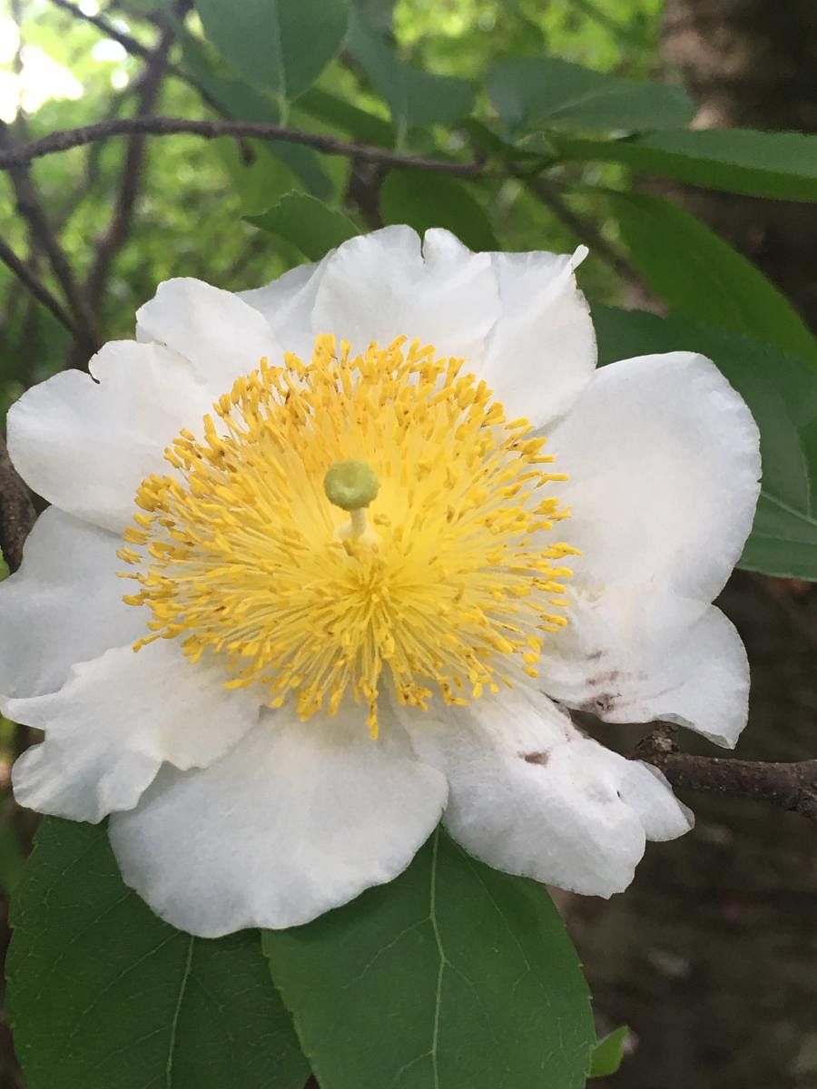 The flower of the snuff box tree is also known as the fried egg flower due to its colours.