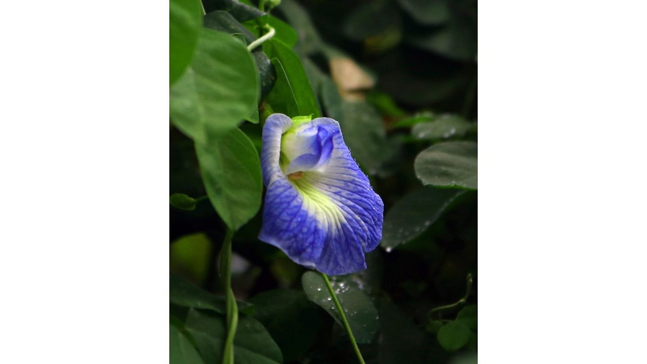In the study, researchers found that proteins from the common butterfly pea plant (clitoria ternatea) protected neurons against this aggregate formation. Credit: National Centre for Biological Sciences