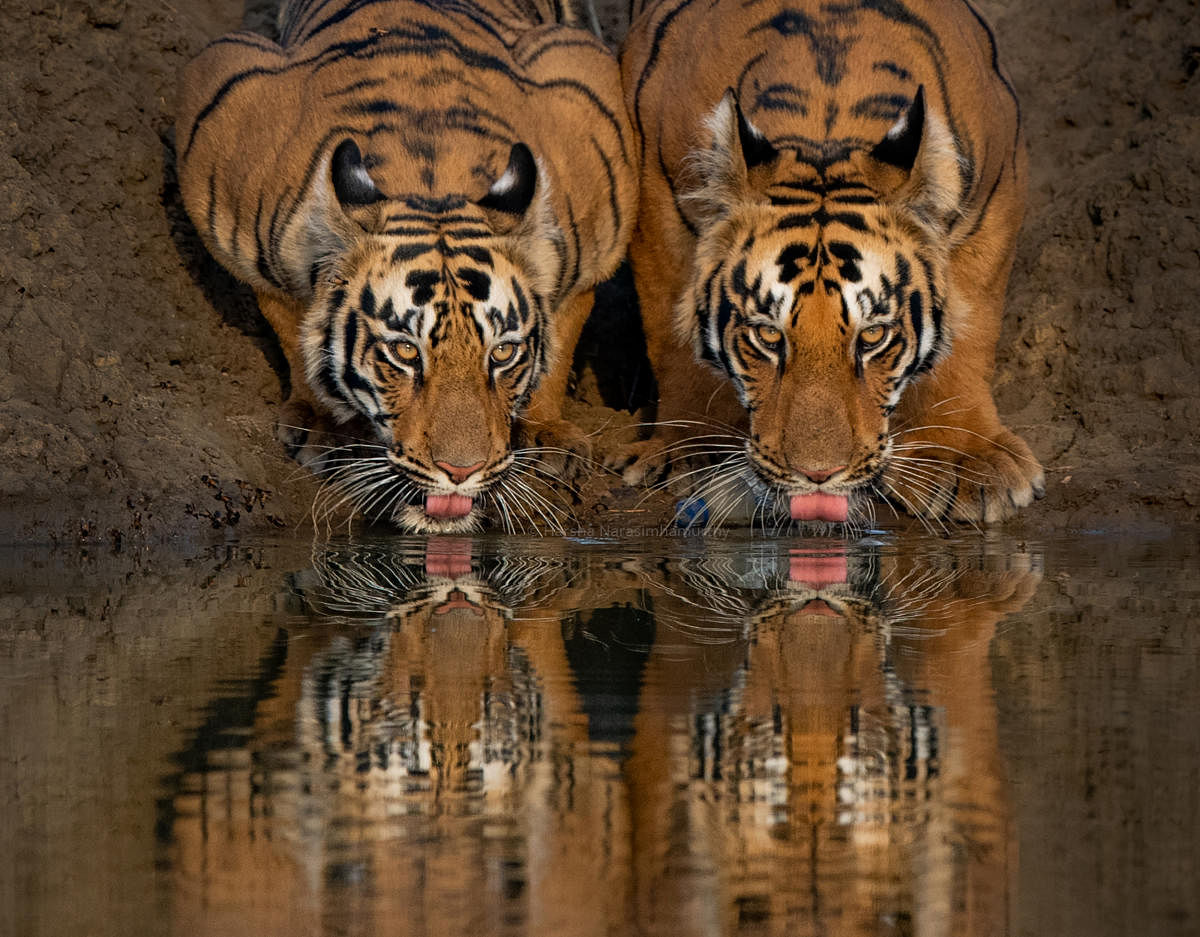 Tiger cubs quenching their thirst at Tadoba Tiger Reserve