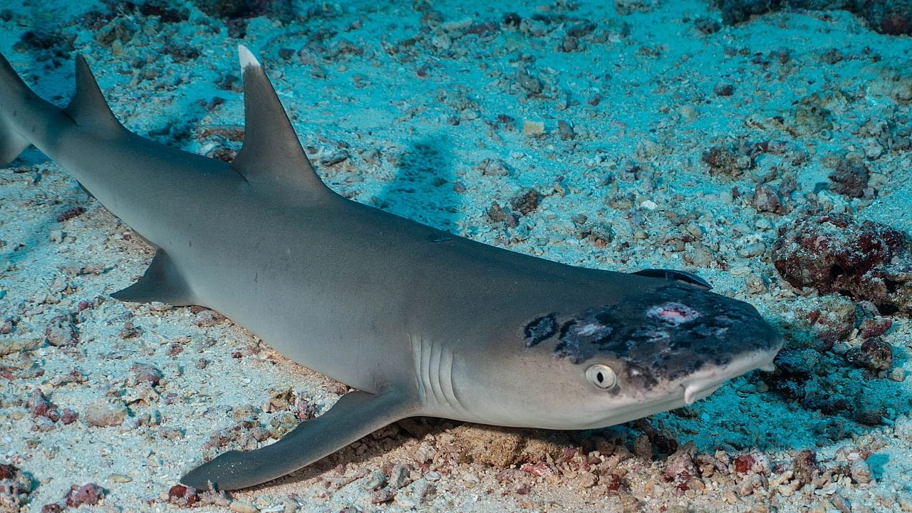 Pictures of one of the sharks with what appeared to be spots and lesions on its head went viral on social media in April. Credit: Reuters Photo